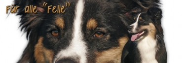 Spardose Australian Shepherd #3